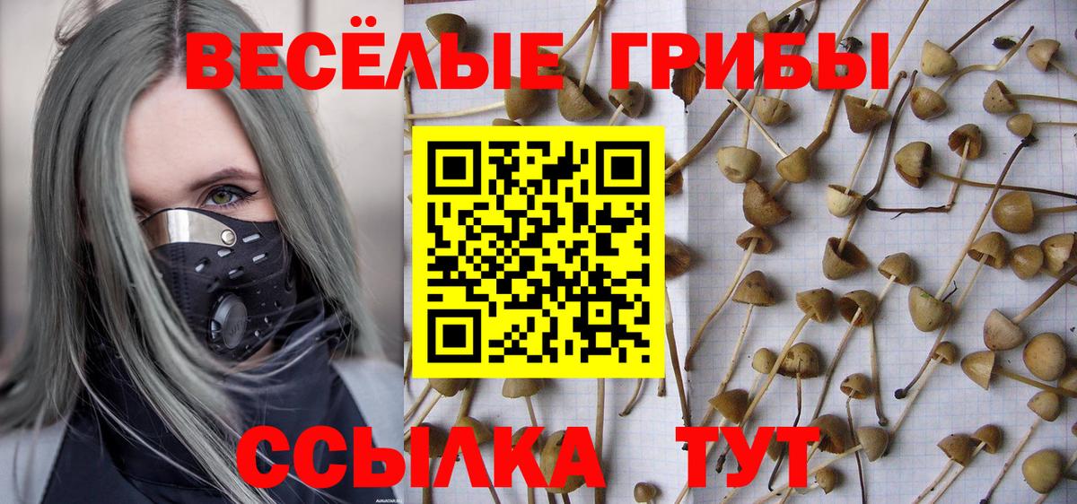 где можно купить наркотик  Вход с VPN  Вязники  Галлюциногенные грибы Psilocybine cubensis 